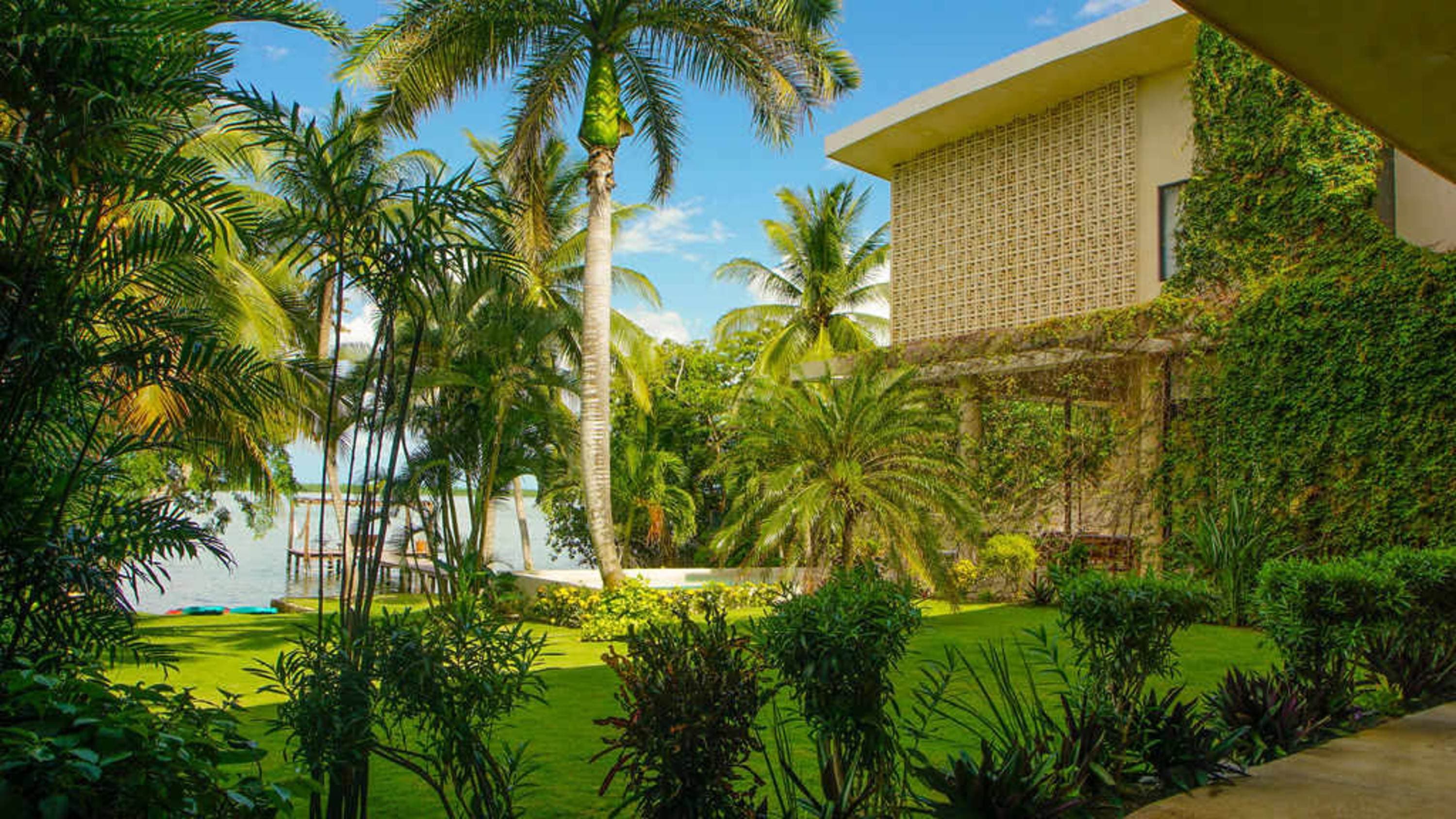 A lush green yard with palm trees and a house covered in ivy.